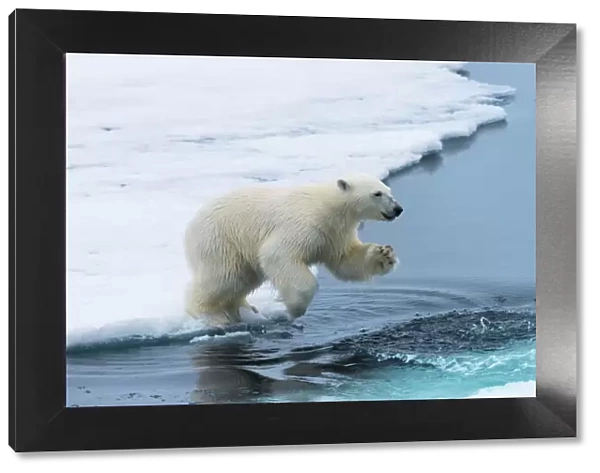Polar bear cub (Ursus maritimus) jumping over the water, Spitsbergen Island, Svalbard archipelago