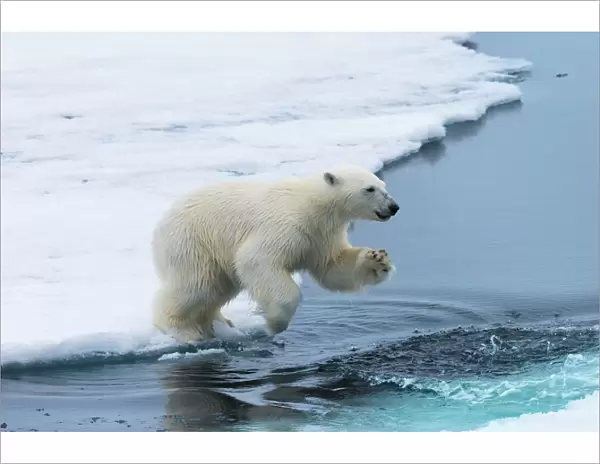 Polar bear cub (Ursus maritimus) jumping over the water, Spitsbergen Island, Svalbard archipelago