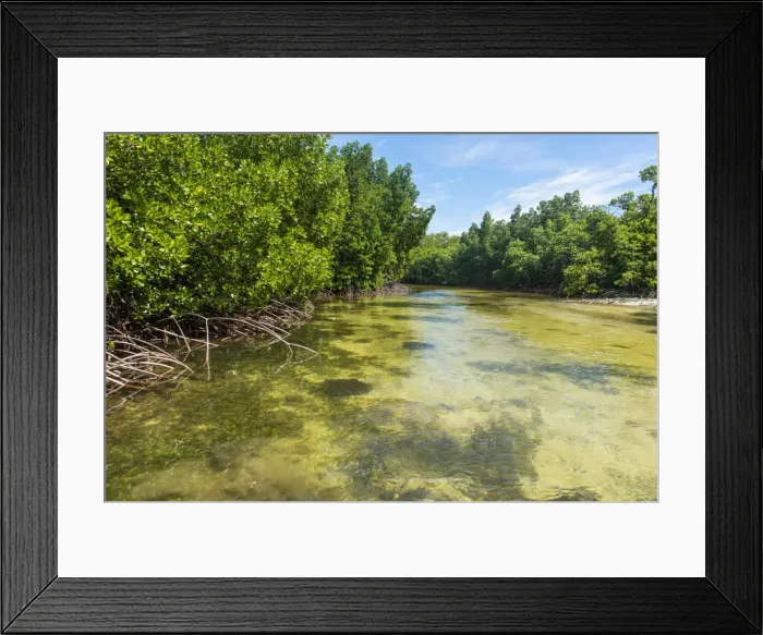 Framed Print : Stingray swimming in the crystal clear water in the Utwe lagoon, UNESCO Biosphere Reserve Framed Print : Stingray swimming in the crystal clear water in the Utwe lagoon, UNESCO Biosphere Reserve