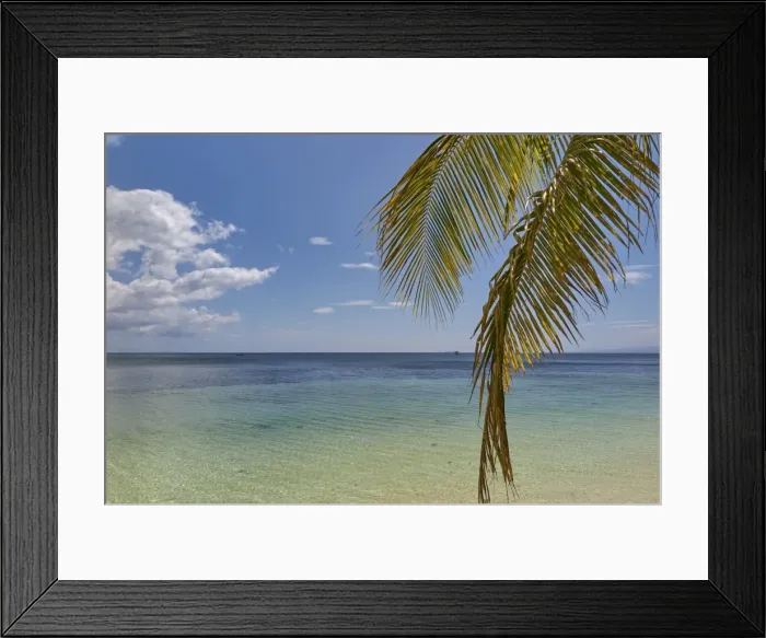 Framed Print : Coconut palm fronds hang down over the shore along the beach at San Juan, Siquijor Framed Print : Coconut palm fronds hang down over the shore along the beach at San Juan, Siquijor