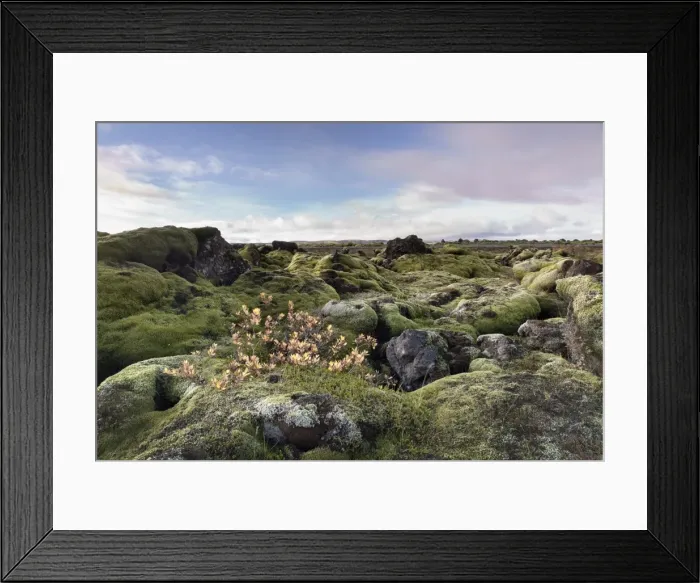Framed Print : Moss heath vegetation on lava boulder field, South Iceland, Polar Regions Framed Print : Moss heath vegetation on lava boulder field, South Iceland, Polar Regions