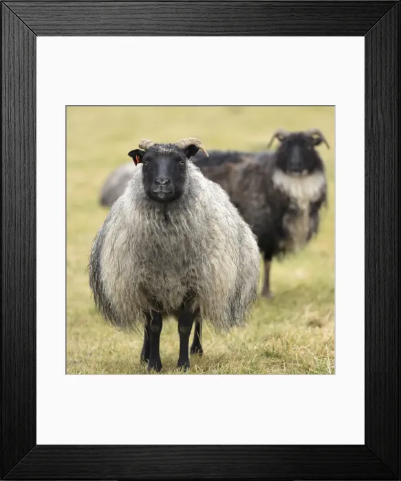 Framed Print : Icelandic sheep, Kirkjufell, Iceland, Polar Regions Framed Print : Icelandic sheep, Kirkjufell, Iceland, Polar Regions