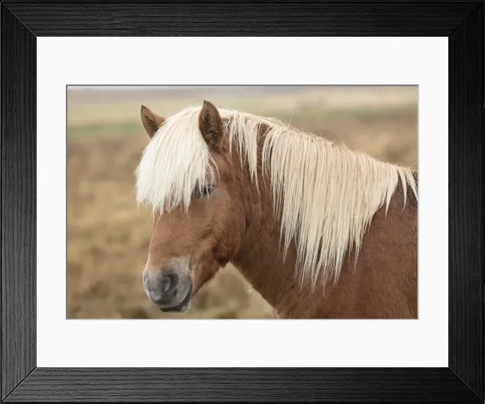 Framed Print : Icelandic horse, Snaefellsnes peninsula, Iceland, Polar Regions Framed Print : Icelandic horse, Snaefellsnes peninsula, Iceland, Polar Regions