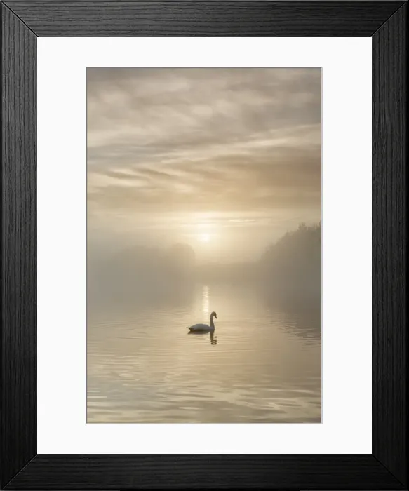 Framed Print : Swan on misty lake at sunrise, Clumber Park, Nottinghamshire, England, United Kingdom Framed Print : Swan on misty lake at sunrise, Clumber Park, Nottinghamshire, England, United Kingdom