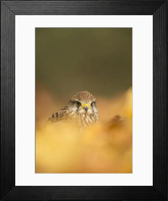 Framed Print : Common kestrel (Falco tinnunculus), among autumn foliage, United Kingdom, Europe Framed Print : Common kestrel (Falco tinnunculus), among autumn foliage, United Kingdom, Europe