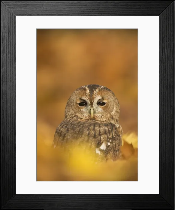Framed Print : Tawny owl (Strix aluco), among autumn foliage, United Kingdom, Europe