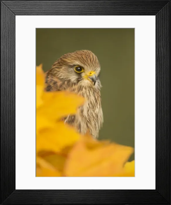 Framed Print : Common kestrel (Falco tinnunculus), among autumn foliage, United Kingdom, Europe Framed Print : Common kestrel (Falco tinnunculus), among autumn foliage, United Kingdom, Europe