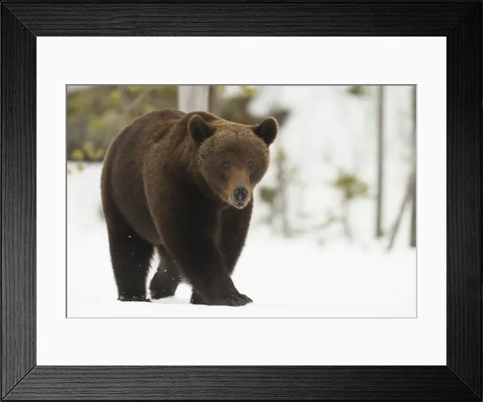 Framed Print : Brown Bear (Ursus arctos) during spring snowfall, Finland, Scandinavia, Europe Framed Print : Brown Bear (Ursus arctos) during spring snowfall, Finland, Scandinavia, Europe