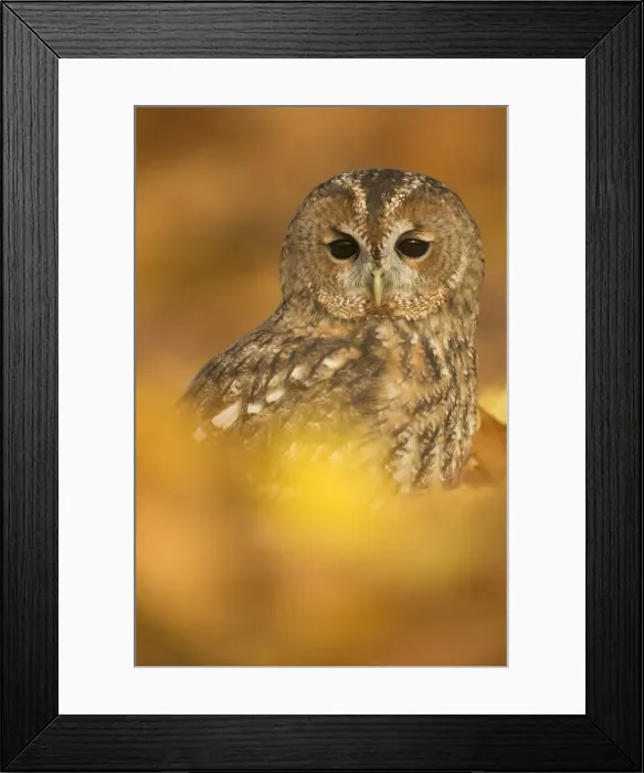 Framed Print : Tawny owl (Strix aluco), among autumn foliage, United Kingdom, Europe Framed Print : Tawny owl (Strix aluco), among autumn foliage, United Kingdom, Europe