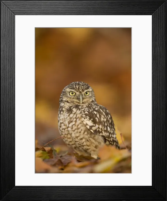 Framed Print : Burrowing owl (Athene cunicularia), among autumn foliage, United Kingdom, Europe Framed Print : Burrowing owl (Athene cunicularia), among autumn foliage, United Kingdom, Europe