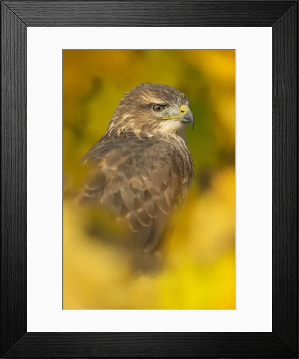 Framed Print : Common buzzard (Buteo buteo), among the autumn foliage, United Kingdom, Europe Framed Print : Common buzzard (Buteo buteo), among the autumn foliage, United Kingdom, Europe