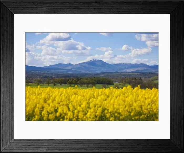 Framed Print : View of Perthshire Mountains and Rape field (Brassica napus) in foreground, Scotland Framed Print : View of Perthshire Mountains and Rape field (Brassica napus) in foreground, Scotland
