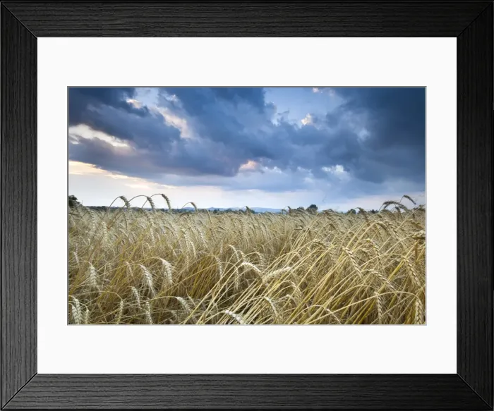 Framed Print : Barley Field (Hordeum vulgare L. ) and clouds, near Vienna, Austria, Europe Framed Print : Barley Field (Hordeum vulgare L. ) and clouds, near Vienna, Austria, Europe