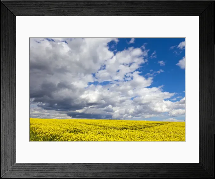 Framed Print : Rape field, Rapeseed (Brassica napus), Perthshire, Scotland, United Kingdom, Europe Framed Print : Rape field, Rapeseed (Brassica napus), Perthshire, Scotland, United Kingdom, Europe