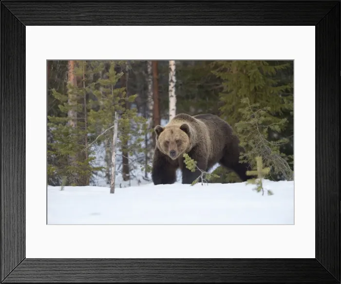 Framed Print : Brown Bear (Ursus arctos) during spring snowfall, Finland, Scandinavia, Europe Framed Print : Brown Bear (Ursus arctos) during spring snowfall, Finland, Scandinavia, Europe