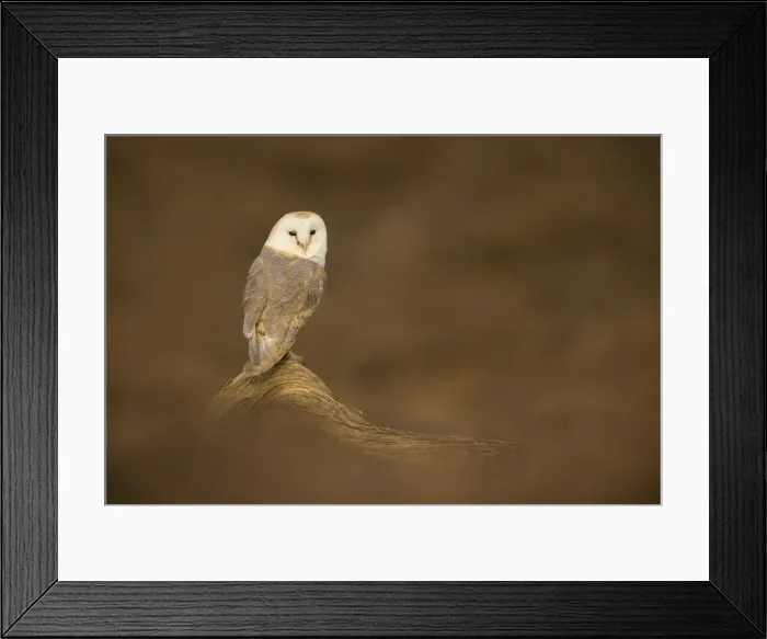 Framed Print : Barn owl (Tyto alba) perched on fallen log, United Kingdom, Europe Framed Print : Barn owl (Tyto alba) perched on fallen log, United Kingdom, Europe
