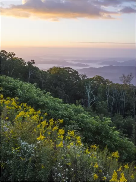 Golden rods and sunrise over the Blue Ridge Mountains, North Carolina, United States of America