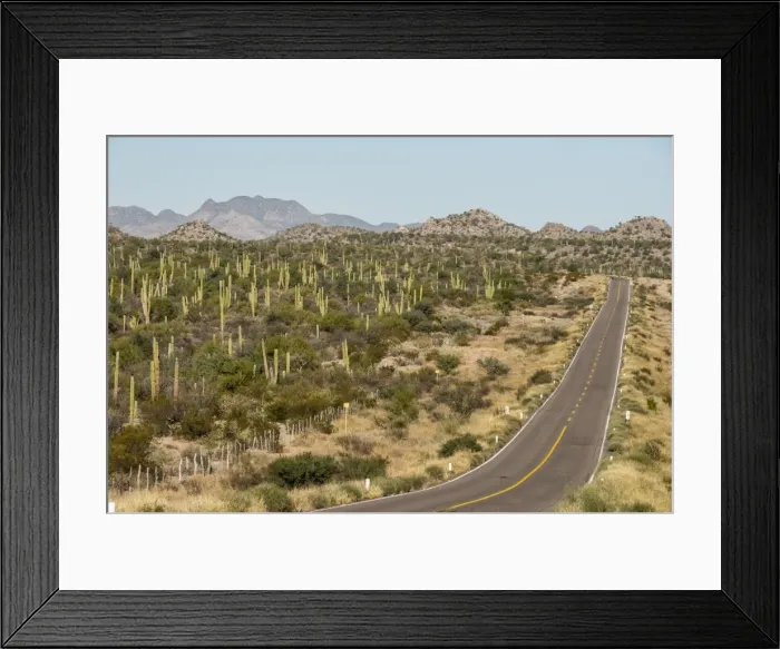Framed Print : Cardon cacti by main road down Baja California, near Loreto, Mexico, North America Framed Print : Cardon cacti by main road down Baja California, near Loreto, Mexico, North America