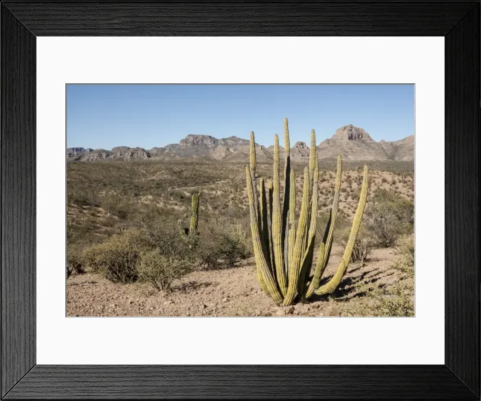 Framed Print : Cardon cactus, near Loreto, Baja California, Mexico, North America Framed Print : Cardon cactus, near Loreto, Baja California, Mexico, North America