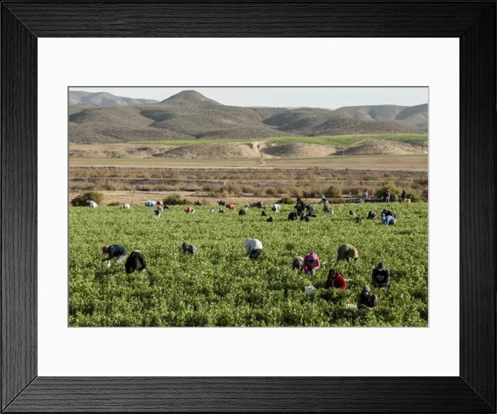 Framed Print : Picking beans, El Rosario, Baja California, Mexico, North America Framed Print : Picking beans, El Rosario, Baja California, Mexico, North America