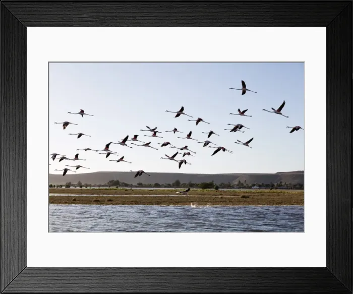 Framed Print : Greater flamingo (Phoenicopterus roseus), St. Augustine, southern area, Madagascar Framed Print : Greater flamingo (Phoenicopterus roseus), St. Augustine, southern area, Madagascar