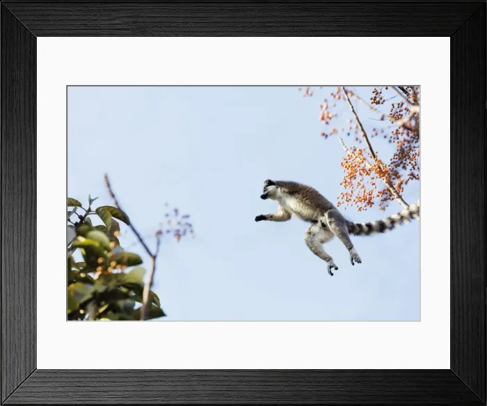 Framed Print : Ring tailed lemurs (Lemur catta) jumping in the trees, Anja Reserve, Ambalavao, central area Framed Print : Ring tailed lemurs (Lemur catta) jumping in the trees, Anja Reserve, Ambalavao, central area