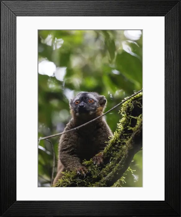 Framed Print : Red-fronted brown lemur (Eulemur rufifrons), Ranomafana National Park, central area Framed Print : Red-fronted brown lemur (Eulemur rufifrons), Ranomafana National Park, central area