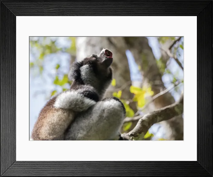 Framed Print : Howling Indri lemur (Indri indri), Analamazaotra Special Reserve, Andasibe, central area Framed Print : Howling Indri lemur (Indri indri), Analamazaotra Special Reserve, Andasibe, central area