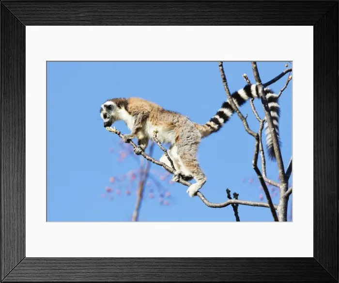 Framed Print : Ring tailed lemurs (Lemur catta), Anja Reserve, Ambalavao, central area, Madagascar Framed Print : Ring tailed lemurs (Lemur catta), Anja Reserve, Ambalavao, central area, Madagascar