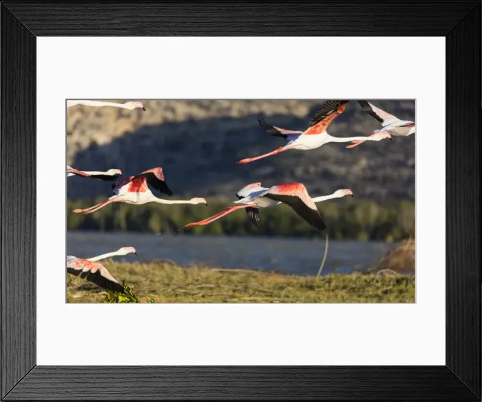 Framed Print : Greater flamingo (Phoenicopterus roseus), St. Augustine, southern area, Madagascar Framed Print : Greater flamingo (Phoenicopterus roseus), St. Augustine, southern area, Madagascar