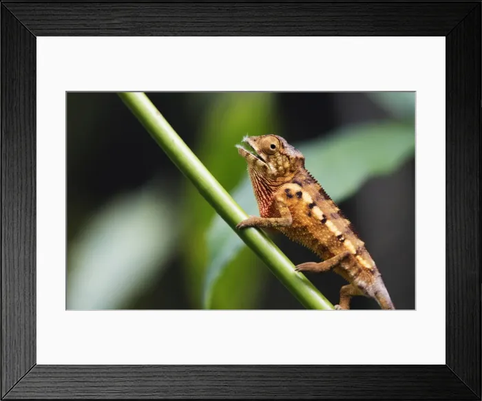 Framed Print : Panther chameleon (Furcifer pardalis), Ivoloina Zoological Park, Tamatave, Madagascar Framed Print : Panther chameleon (Furcifer pardalis), Ivoloina Zoological Park, Tamatave, Madagascar