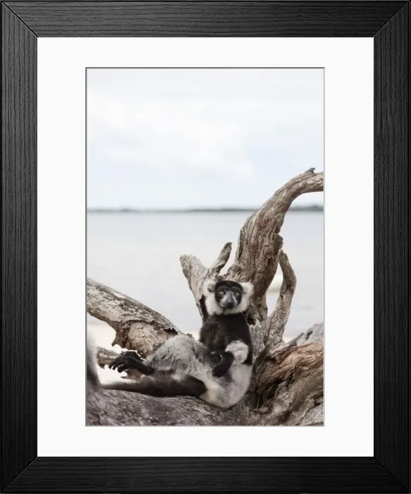 Framed Print : Black-and-white ruffed lemur (Varecia variegata), Lake Ampitabe, Pangalanes Lakes Framed Print : Black-and-white ruffed lemur (Varecia variegata), Lake Ampitabe, Pangalanes Lakes