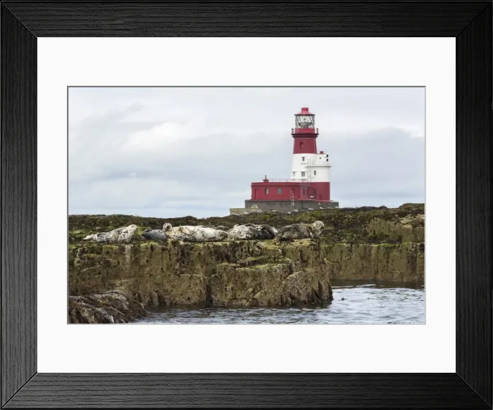 Framed Print : Grey seals (Halichoerus grypus) near Longstone lighthouse, Longstone Rock, Farne Islands Framed Print : Grey seals (Halichoerus grypus) near Longstone lighthouse, Longstone Rock, Farne Islands