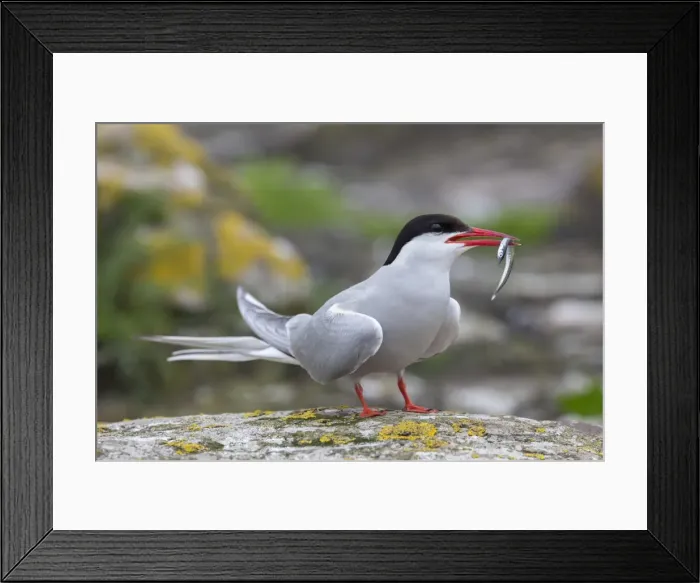 Framed Print : Arctic tern (Sterna paradisaea) with sand eel, Inner Farne, Farne Islands, Northumberland Framed Print : Arctic tern (Sterna paradisaea) with sand eel, Inner Farne, Farne Islands, Northumberland