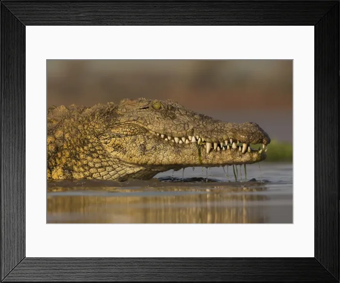 Framed Print : Nile crocodile (Crocodylus niloticus), Zimanga private game reserve, KwaZulu-Natal