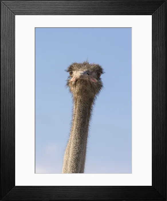 Framed Print : Ostrich (Struthio camelus), Kgalagadi Transfrontier Park, South Africa, Africa Framed Print : Ostrich (Struthio camelus), Kgalagadi Transfrontier Park, South Africa, Africa