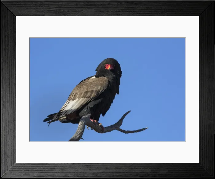 Framed Print : Bateleur (Terathopious ecaudatus) female, Kgalagadi Transfrontier Park, South Africa Framed Print : Bateleur (Terathopious ecaudatus) female, Kgalagadi Transfrontier Park, South Africa