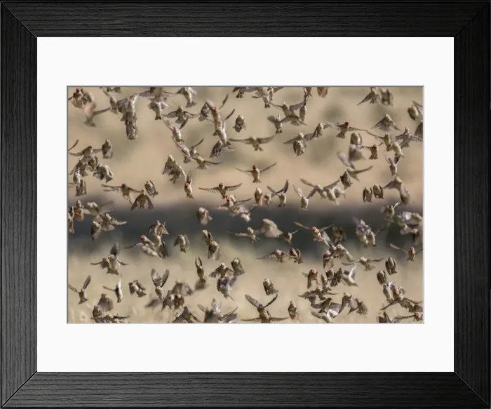 Framed Print : Red-billed quelea (Quelea quelea) flocking at water, Kgalagadi Transfrontier Park Framed Print : Red-billed quelea (Quelea quelea) flocking at water, Kgalagadi Transfrontier Park