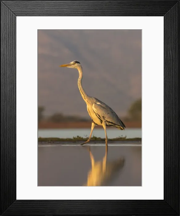 Framed Print : Grey heron (Ardea cinerea), Zimanga private game reserve, KwaZulu-Natal, South Africa Framed Print : Grey heron (Ardea cinerea), Zimanga private game reserve, KwaZulu-Natal, South Africa