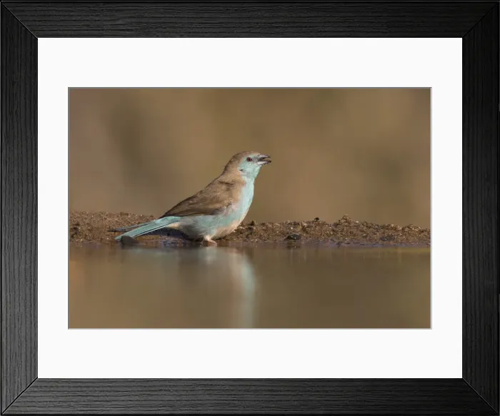 Framed Print : Blue waxbill (Uraeginthus angolensis), Zimanga private game reserve, KwaZulu-Natal Framed Print : Blue waxbill (Uraeginthus angolensis), Zimanga private game reserve, KwaZulu-Natal