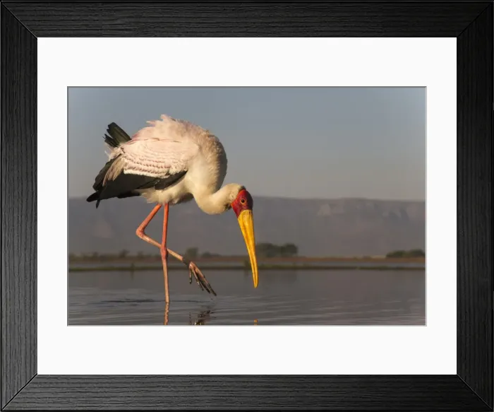 Framed Print : Yellowbilled stork (Mycteria ibis), Zimanga private game reserve, KwaZulu-Natal, South Africa Framed Print : Yellowbilled stork (Mycteria ibis), Zimanga private game reserve, KwaZulu-Natal, South Africa