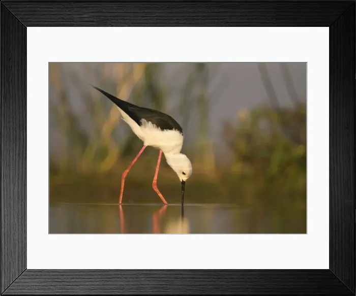 Framed Print : Blackwinged stilt (Himantopus himantopus), Zimanga private game reserve, KwaZulu-Natal Framed Print : Blackwinged stilt (Himantopus himantopus), Zimanga private game reserve, KwaZulu-Natal