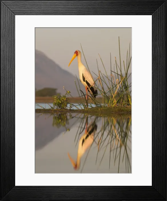 Framed Print : Yellowbilled stork (Mycteria ibis), Zimanga private game reserve, KwaZulu-Natal, South Africa Framed Print : Yellowbilled stork (Mycteria ibis), Zimanga private game reserve, KwaZulu-Natal, South Africa
