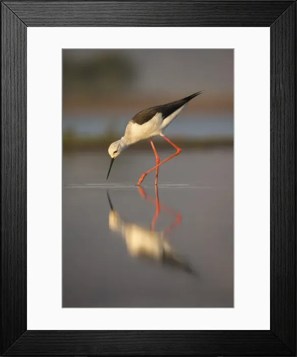 Framed Print : Blackwinged stilt (Himantopus himantopus), Zimanga private game reserve, KwaZulu-Natal Framed Print : Blackwinged stilt (Himantopus himantopus), Zimanga private game reserve, KwaZulu-Natal