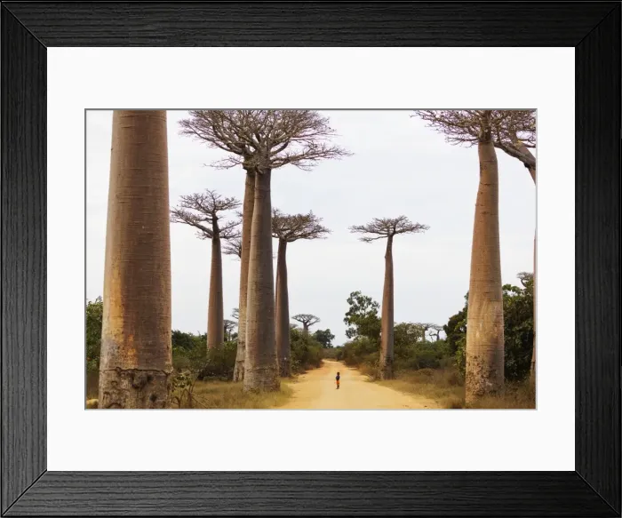 Framed Print : Allee de Baobab (Adansonia), western area, Madagascar, Africa Framed Print : Allee de Baobab (Adansonia), western area, Madagascar, Africa