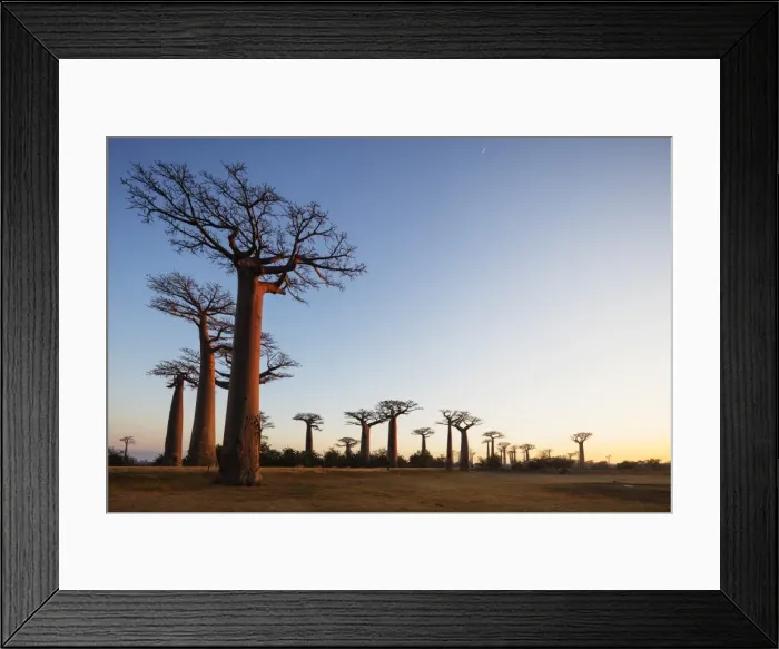 Framed Print : Allee de Baobab (Adansonia), at sunrise, western area, Madagascar, Africa Framed Print : Allee de Baobab (Adansonia), at sunrise, western area, Madagascar, Africa