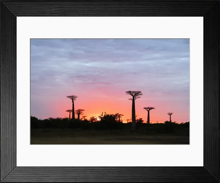 Framed Print : Sunrise, Allee de Baobab (Adansonia), western area, Madagascar, Africa Framed Print : Sunrise, Allee de Baobab (Adansonia), western area, Madagascar, Africa