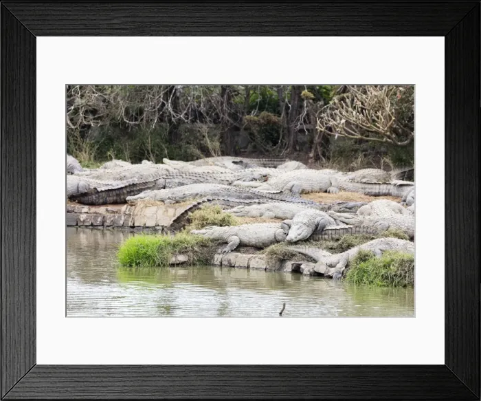 Framed Print : Crocodile Farm, Nile crocodile (Crocodylus niloticus), Antananarivo, Madagascar, Africa Framed Print : Crocodile Farm, Nile crocodile (Crocodylus niloticus), Antananarivo, Madagascar, Africa