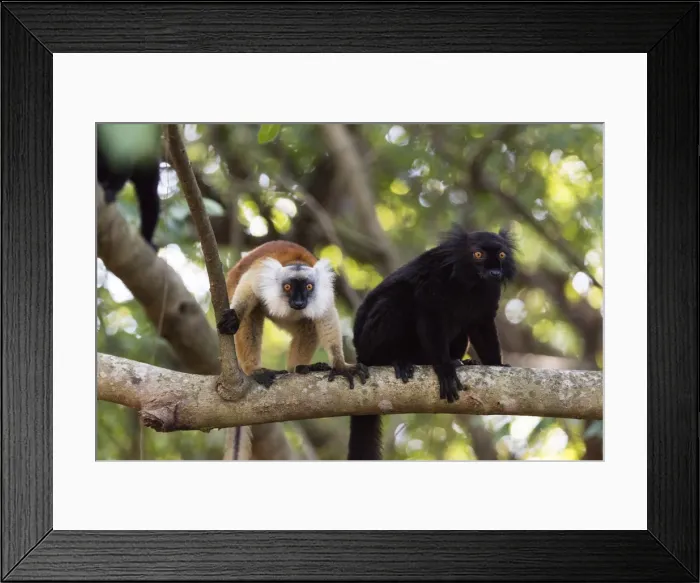 Framed Print : Sacred Baobab tree, male and female black lemur (Eulemur macaco), Nosy Be Island Framed Print : Sacred Baobab tree, male and female black lemur (Eulemur macaco), Nosy Be Island