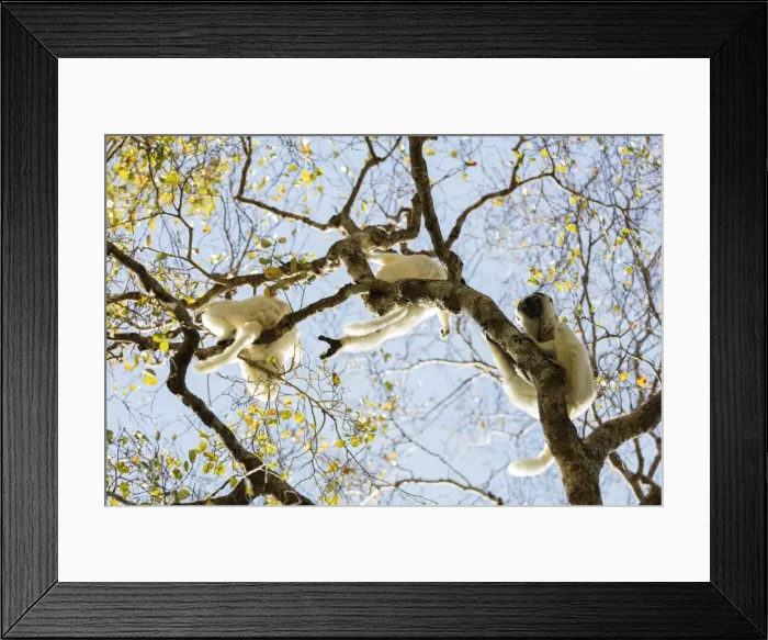 Framed Print : Verreauxs sifaka (Propithecus verreauxi), Zombitse-Vohibasia National Park, southern area Framed Print : Verreauxs sifaka (Propithecus verreauxi), Zombitse-Vohibasia National Park, southern area